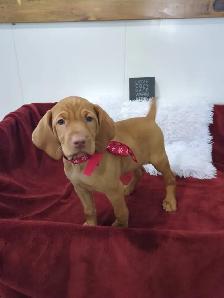 Eight Adorable Vizsla Puppies - Photo 7