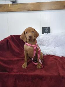 Eight Adorable Vizsla Puppies - Photo 8