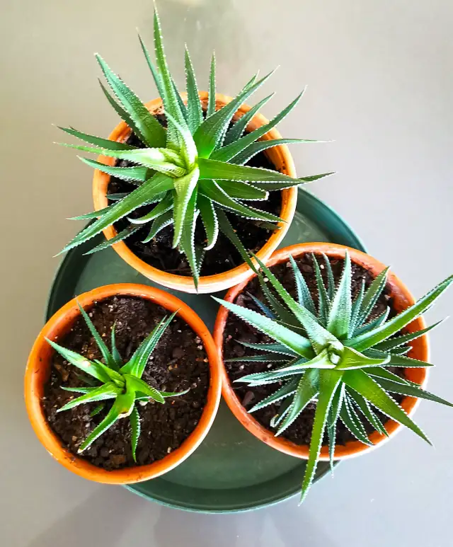 Indoor Plant —— Fasciated Haworthia
