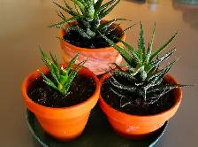 Indoor Plant —— Fasciated Haworthia - Photo 2