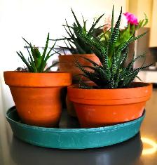 Indoor Plant —— Fasciated Haworthia - Photo 3