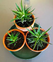 Indoor Plant —— Fasciated Haworthia - Photo 4