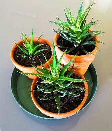 Indoor Plant —— Fasciated Haworthia - Photo 5