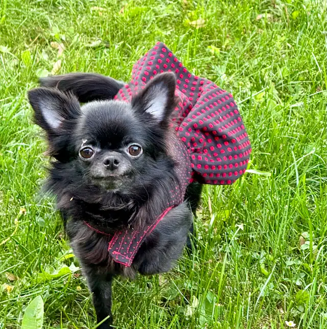 femelle chihuahua poil long stérélisée enr ckc