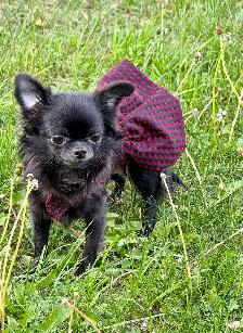 femelle chihuahua poil long stérélisée enr ckc - Photo 3