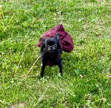 femelle chihuahua poil long stérélisée enr ckc - Photo 4