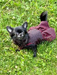 femelle chihuahua poil long stérélisée enr ckc - Photo 5