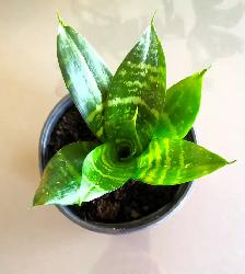 Indoor Plant :   Tiger Pattern Orchid