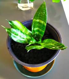 Indoor Plant :   Tiger Pattern Orchid - Photo 2