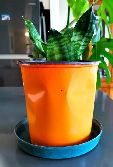 Indoor Plant :   Tiger Pattern Orchid - Photo 3