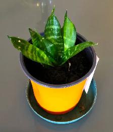 Indoor Plant :   Tiger Pattern Orchid - Photo 4