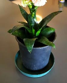 Indoor Plant :   Tiger Pattern Orchid - Photo 5