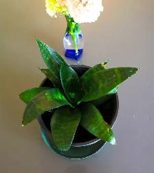 Indoor Plant :   Tiger Pattern Orchid - Photo 6
