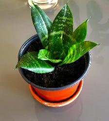 Indoor Plant :   Tiger Pattern Orchid - Photo 7