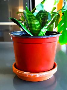 Indoor Plant :   Tiger Pattern Orchid - Photo 8