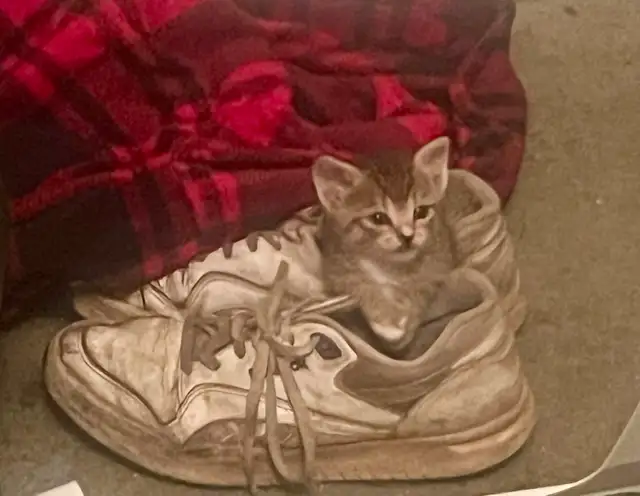 Very Social Kitties ready for new home!