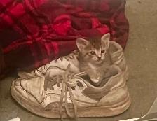 Very Social Kitties ready for new home!