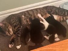 Very Social Kitties ready for new home! - Photo 2