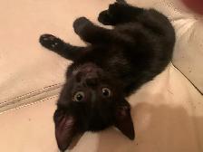 Very Social Kitties ready for new home! - Photo 3
