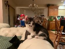 Very Social Kitties ready for new home! - Photo 4
