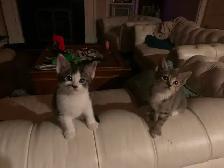 Very Social Kitties ready for new home! - Photo 5