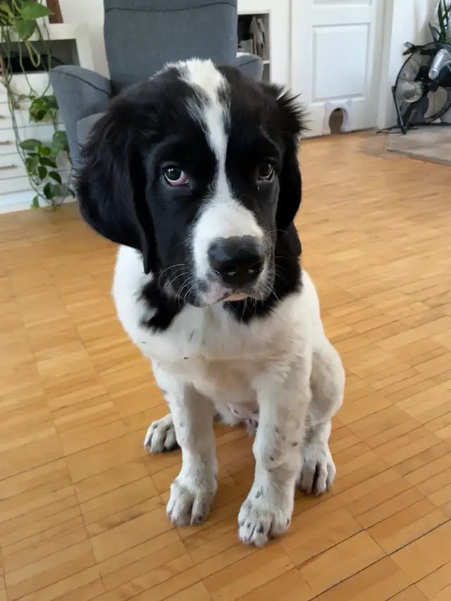 Chiot Terre-Neuve Landseer
