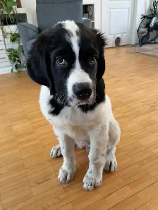 Chiot Terre-Neuve Landseer