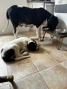 Chiot Terre-Neuve Landseer - Photo 2