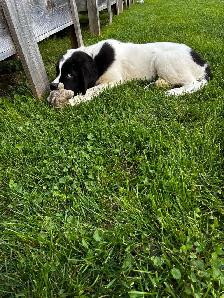 Chiot Terre-Neuve Landseer - Photo 4