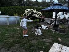 Chiot Terre-Neuve Landseer - Photo 5