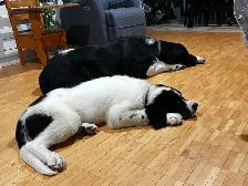 Chiot Terre-Neuve Landseer - Photo 6