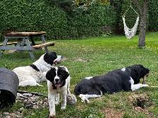 Chiot Terre-Neuve Landseer - Photo 7