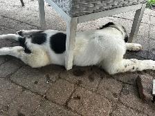 Chiot Terre-Neuve Landseer - Photo 8