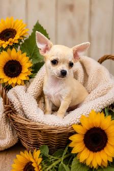 tiny  chihuahua ladies looking for their forever people
