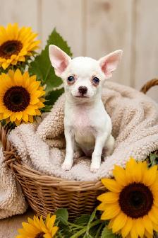 tiny  chihuahua ladies looking for their forever people - Photo 2