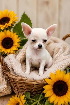 tiny  chihuahua ladies looking for their forever people - Photo 3