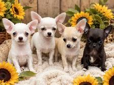 tiny  chihuahua ladies looking for their forever people - Photo 4