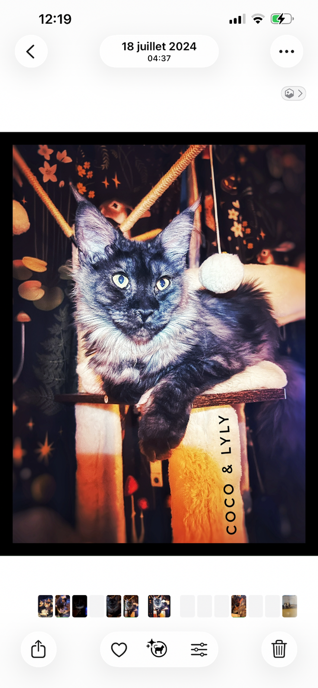 Maincoon femelles de 2 ans  non opérés