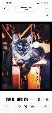 Maincoon femelles de 2 ans  non opérés