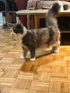 Maincoon femelles de 2 ans  non opérés - Photo 2