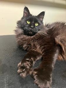 Maincoon femelles de 2 ans  non opérés - Photo 3