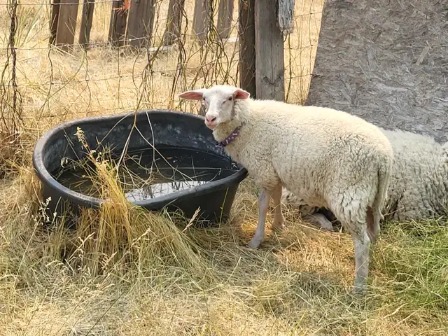 East Fresian Lambs