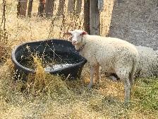 East Fresian Lambs