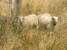 East Fresian Lambs - Photo 2