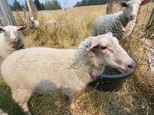 East Fresian Lambs - Photo 3