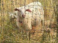 East Fresian Lambs - Photo 4