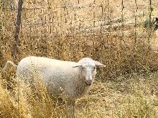 East Fresian Lambs - Photo 5