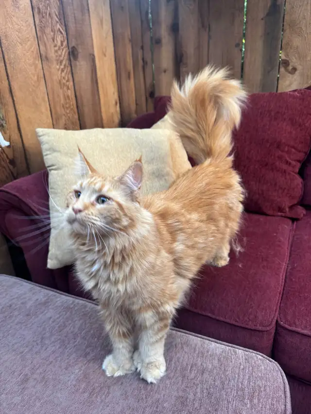 Purebred Ginger Maine Coon Cat