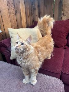 Purebred Ginger Maine Coon Cat