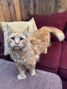 Purebred Ginger Maine Coon Cat - Photo 2